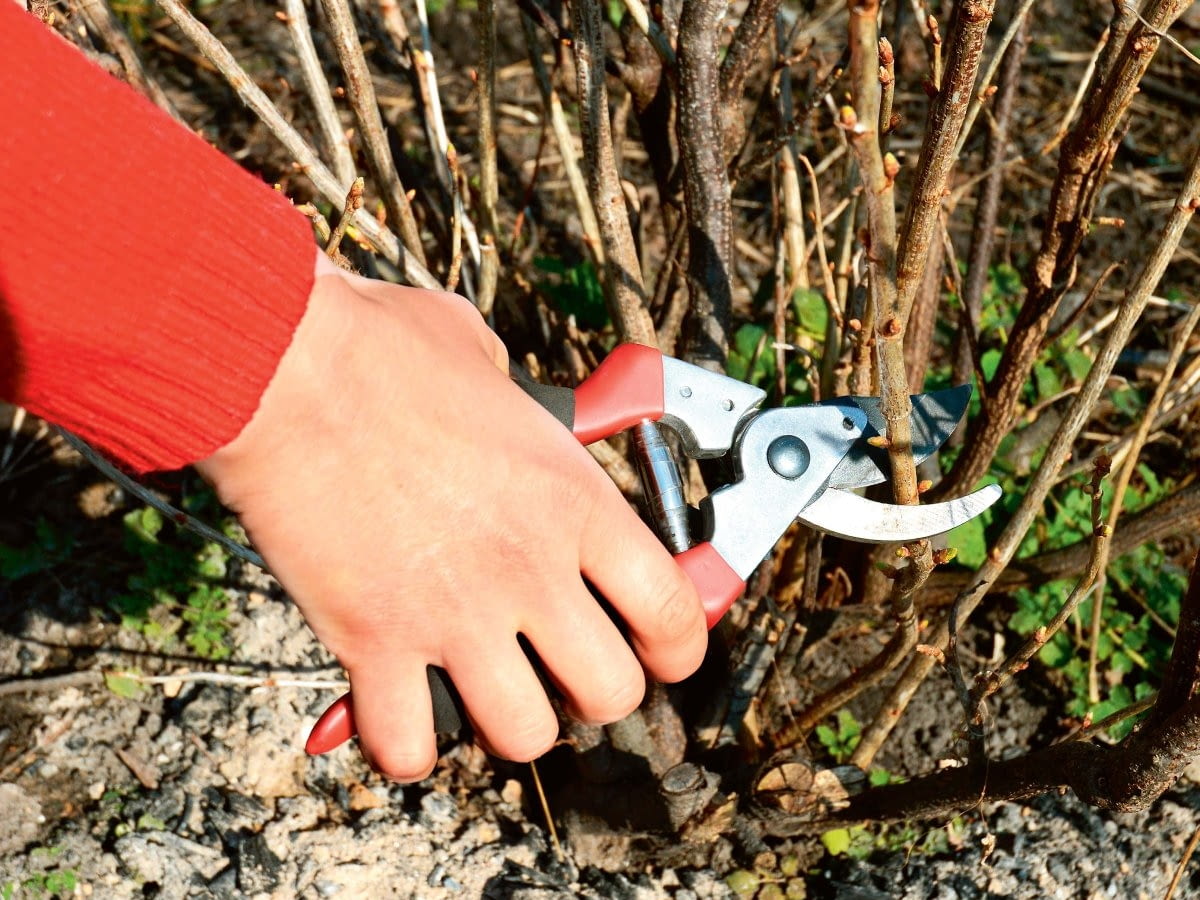Read more about the article Przygotuj swój ogród na wiosnę: Zabiegi ogrodowe na początku marca!